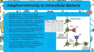 Adaptive Immunity to Intracellular Bacteria
• The major protective immune response against
intracellular bacteria is T cell–mediated recruitment and
activation of phagocytes (cell-mediated immunity).
• Phagocytosed bacteria stimulate CD8+ T cell responses
if bacterial antigens are transported from phagosomes
into the cytosol or if the bacteria escape from
phagosomes and enter the cytoplasm of infected cells.
• In the cytosol, the microbes are no longer susceptible to
phagocytosis and for eradication of the infection, the
infected cells have to be killed by CTLs.
• Thus, the effectors of cell-mediated immunity, namely,
CD4+ T cells that activate macrophages and
CTLs(cytotoxic T lymphocytes), function cooperatively
in defense against intracellular bacteria.
• IFN-γ also stimulates the production of antibody
isotypes (e.g., IgG2a in mice) that activate complement
and opsonize bacteria for phagocytosis. This process
aids the effector functions of macrophages.
 