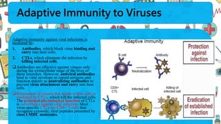 Adaptive Immunity to Viruses
Adaptive immunity against viral infections is
mediated by-
1. Antibodies, which block virus binding and
entry into host cells.
2. CTLs, which eliminate the infection by
killing infected cells.
Antibodies are effective against viruses only
during the extracellular stage of the lives of
these microbes. However, antiviral antibodies
bind to viral envelope or capsid antigens and
function mainly as neutralizing antibodies to
prevent virus attachment and entry into host
cells.
Elimination of viruses that reside within cells is
mediated by CTLs, which kill the infected cells.
The principal physiological function of CTLs
is surveillance against viral infection. Most
virus-specific CTLs are CD8+ T cells that
recognize cytosolic, viral peptides presented by
class I MHC molecules.
 