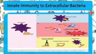 Innate Immunity to Extracellular Bacteria
 