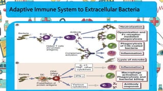 Adaptive Immune System to Extracellular Bacteria
..
 
