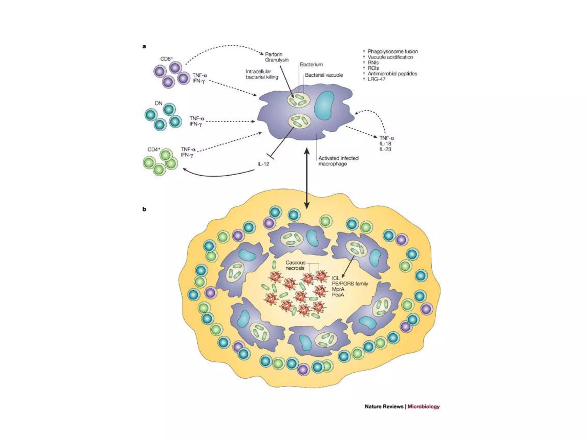 Immunity to microbes | PPTX