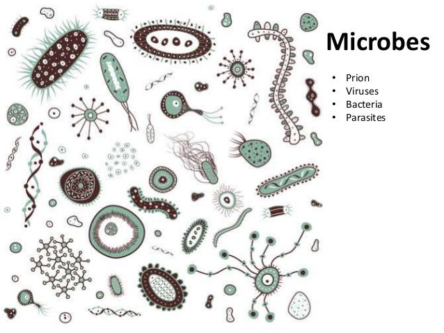 innate immunity