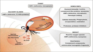 Tick Immunity IMMUNITY TO TICKS.IMMUNITY TO TICKS.pptx