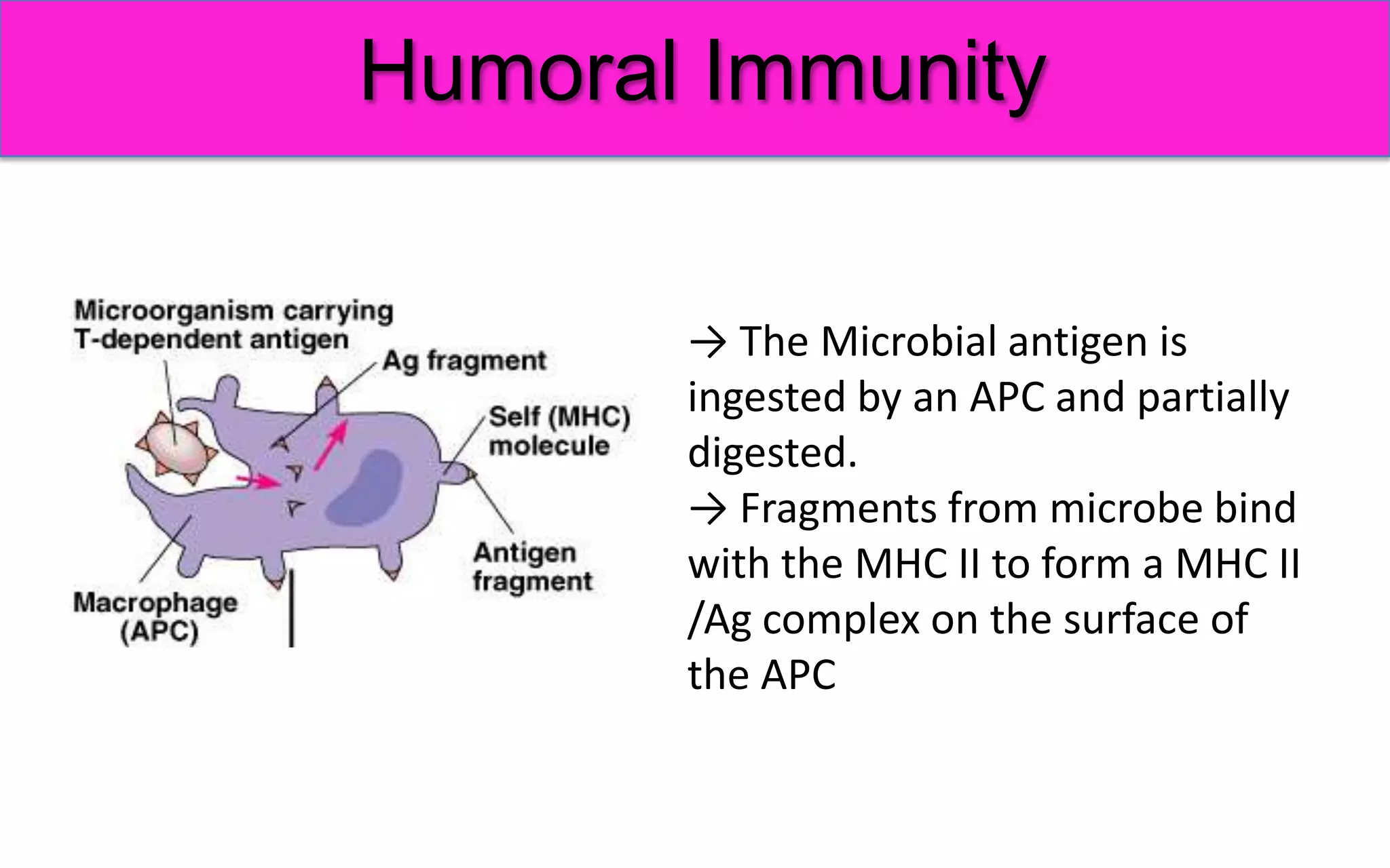 Immunity. Basic princeples of humoral and cellular immune response. | PPTX