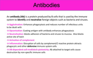 Immunity. Basic princeples of humoral and cellular immune response. | PPTX