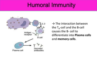 Immunity. Basic princeples of humoral and cellular immune response. | PPTX