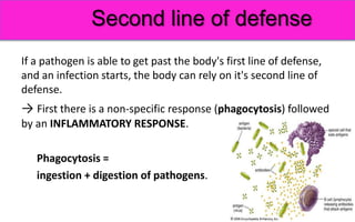 Immunity. Basic princeples of humoral and cellular immune response. | PPTX