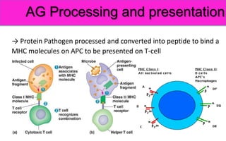 Immunity. Basic princeples of humoral and cellular immune response. | PPTX
