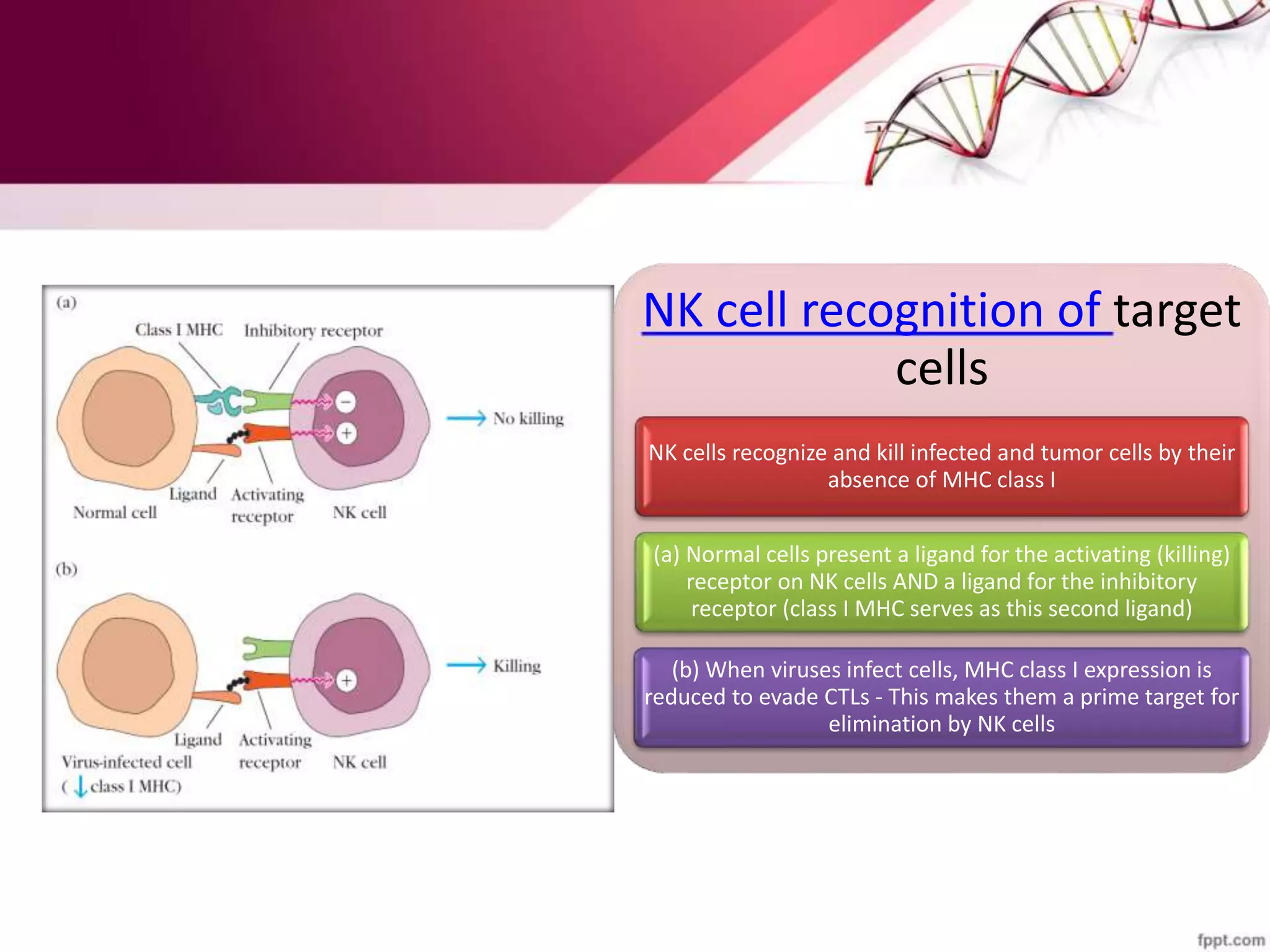 NK cell recognition of target
cells
NK cells recognize and kill infected and tumor cells by their
absence of MHC class I
(a) Normal cells present a ligand for the activating (killing)
receptor on NK cells AND a ligand for the inhibitory
receptor (class I MHC serves as this second ligand)
(b) When viruses infect cells, MHC class I expression is
reduced to evade CTLs - This makes them a prime target for
elimination by NK cells
 