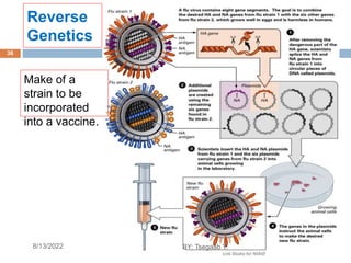 Reverse
Genetics
Make of a
strain to be
incorporated
into a vaccine.
8/13/2022
36
BY: Tsegaab Y.
 