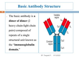 Basic Antibody Structure
o The basic antibody is a
dimer of dimer (2
heavy chain-light chain
pairs) composed of
repeats of a single
structural unit known as
the “immunoglobulin
domain.”
8/13/2022
76
BY: Tsegaab Y.
 