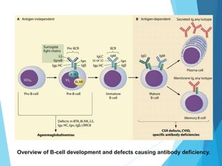 Overview of B-cell development and defects causing antibody deficiency.
 