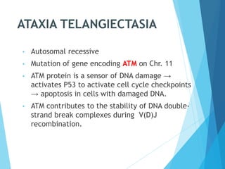 ATAXIA TELANGIECTASIA
• Autosomal recessive
• Mutation of gene encoding ATM on Chr. 11
• ATM protein is a sensor of DNA damage →
activates P53 to activate cell cycle checkpoints
→ apoptosis in cells with damaged DNA.
• ATM contributes to the stability of DNA double-
strand break complexes during V(D)J
recombination.
 