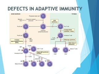 DEFECTS IN ADAPTIVE IMMUNITY
 