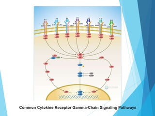Common Cytokine Receptor Gamma-Chain Signaling Pathways
 