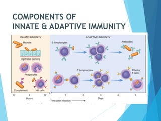 COMPONENTS OF
INNATE & ADAPTIVE IMMUNITY
 