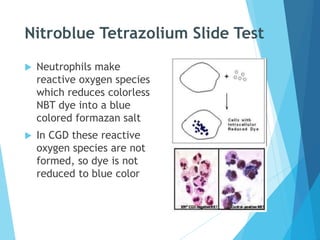 Nitroblue Tetrazolium Slide Test
 Neutrophils make
reactive oxygen species
which reduces colorless
NBT dye into a blue
colored formazan salt
 In CGD these reactive
oxygen species are not
formed, so dye is not
reduced to blue color
 