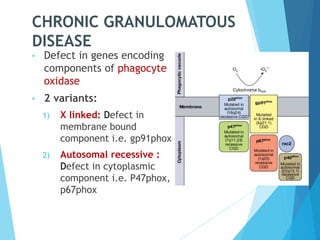 CHRONIC GRANULOMATOUS
DISEASE
• Defect in genes encoding
components of phagocyte
oxidase
• 2 variants:
1) X linked: Defect in
membrane bound
component i.e. gp91phox
2) Autosomal recessive :
Defect in cytoplasmic
component i.e. P47phox,
p67phox
 
