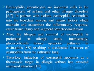  Eosinophilic granulocytes are important cells in theEosinophilic granulocytes are important cells in the
pathogenesis of asthma and other allergic disorderspathogenesis of asthma and other allergic disorders
[6,7]. In patients with asthma, eosinophils accumulate[6,7]. In patients with asthma, eosinophils accumulate
into the bronchial mucosa and release factors whichinto the bronchial mucosa and release factors which
maintain and exacerbate the inflammatory response,maintain and exacerbate the inflammatory response,
cause tissue injury and augment bronchoconstriction.cause tissue injury and augment bronchoconstriction.
 Also, the lifespan and survival of eosinophils isAlso, the lifespan and survival of eosinophils is
prolonged in allergic states. Interestingly,prolonged in allergic states. Interestingly,
glucocorticoids induce apoptotic pathways inglucocorticoids induce apoptotic pathways in
eosinophils [8,9] resulting in accelerated clearance ofeosinophils [8,9] resulting in accelerated clearance of
eosinophils from the asthmatic lung.eosinophils from the asthmatic lung.
 Therefore, induction of eosinophil apoptosis as aTherefore, induction of eosinophil apoptosis as a
therapeutic target in allergic asthma has attractedtherapeutic target in allergic asthma has attracted
increased attention [10].increased attention [10].
 