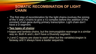 SOMATIC RECOMBINATION OF LIGHT
CHAIN
 The first step of recombination for the light chains involves the joining
of the V and J chains to give a VJ complex before the addition of the
constant chain gene during primary transcription. Light chain don’t
have a D segment.
Two types of chains:
kappa and lambda chains, but the immunoglobin rearrange in a similar
way so, Both K and L don't have a Diversity segment.
J and C regions are close to each other but the variable(v)region is
faraway and V always have a leader sequence.
 