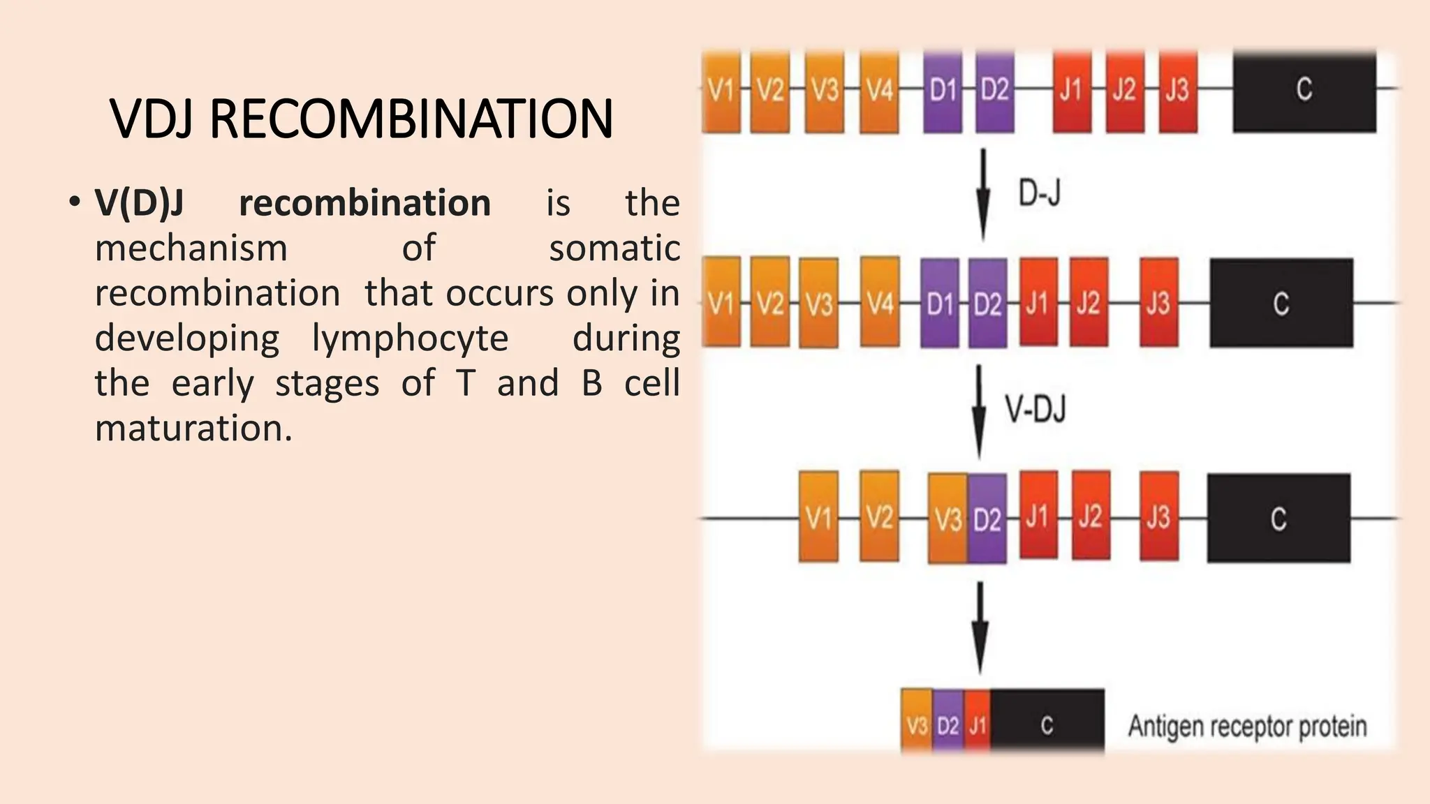 immuno-vdjrecombination-221216091246-e20a99ea 2.pdf