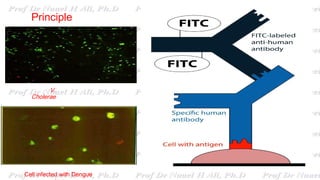 Principle
Cell infected with Dengue
V.
Cholerae
 