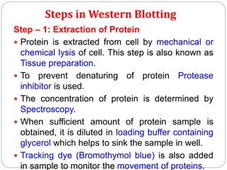 Steps in Western Blotting
Step – 1: Extraction of Protein
 Protein is extracted from cell by mechanical or
chemical lysis of cell. This step is also known as
Tissue preparation.
 To prevent denaturing of protein Protease
inhibitor is used.
 The concentration of protein is determined by
Spectroscopy.
 When sufficient amount of protein sample is
obtained, it is diluted in loading buffer containing
glycerol which helps to sink the sample in well.
 Tracking dye (Bromothymol blue) is also added
in sample to monitor the movement of proteins.
 