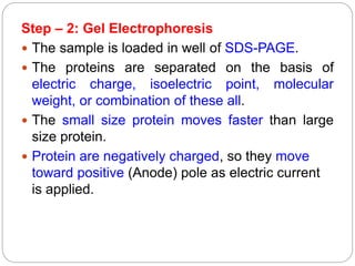 Step – 2: Gel Electrophoresis
 The sample is loaded in well of SDS-PAGE.
 The proteins are separated on the basis of
electric charge, isoelectric point, molecular
weight, or combination of these all.
 The small size protein moves faster than large
size protein.
 Protein are negatively charged, so they move
toward positive (Anode) pole as electric current
is applied.
 
