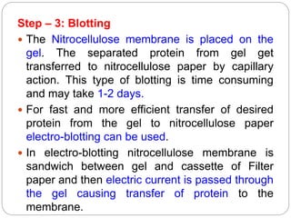 Step – 3: Blotting
 The Nitrocellulose membrane is placed on the
gel. The separated protein from gel get
transferred to nitrocellulose paper by capillary
action. This type of blotting is time consuming
and may take 1-2 days.
 For fast and more efficient transfer of desired
protein from the gel to nitrocellulose paper
electro-blotting can be used.
 In electro-blotting nitrocellulose membrane is
sandwich between gel and cassette of Filter
paper and then electric current is passed through
the gel causing transfer of protein to the
membrane.
 