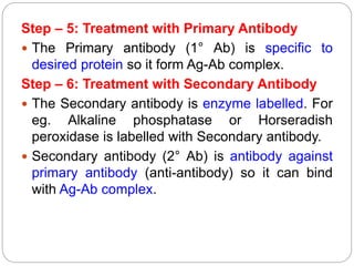 Step – 5: Treatment with Primary Antibody
 The Primary antibody (1° Ab) is specific to
desired protein so it form Ag-Ab complex.
Step – 6: Treatment with Secondary Antibody
 The Secondary antibody is enzyme labelled. For
eg. Alkaline phosphatase or Horseradish
peroxidase is labelled with Secondary antibody.
 Secondary antibody (2° Ab) is antibody against
primary antibody (anti-antibody) so it can bind
with Ag-Ab complex.
 