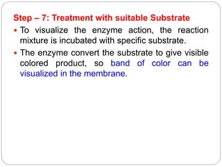 Step – 7: Treatment with suitable Substrate
 To visualize the enzyme action, the reaction
mixture is incubated with specific substrate.
 The enzyme convert the substrate to give visible
colored product, so band of color can be
visualized in the membrane.
 