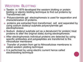 WESTERN BLOTTING
 Tawbin in 1979 developed the western blotting or protein
blotting or electro blotting technique to find out proteins by
Transformed cell.
 Polyacrylamide gel electrophoresis is used for separation and
characterization of proteins.
 proteins are extracted from transformed cell and separated by
using sodium dodecyl sulphate polyacrylamide gel
electrophoresis
 Sodium dodecyl sulphate act as a denaturant for protein( treat
proteins to alter the original state) during electrophoresis
 After electrophoresis individual proteins are detected by using
specific antibodies and polypeptides are transferred to the
nitrocellular membrane
 Transfer of protein from gel to Nitrocellulose membrane is
called western plotting technique
 It is performed by using electric current hence called
electrobotting technique
 