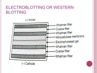 ELECTROBLOTTING OR WESTERN
BLOTTING
 