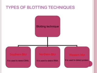 TYPES OF BLOTTING TECHNIQUES
Blotting technique
Southern Blot
It is used to detect DNA.
Northern Blot
It is used to detect RNA.
Western blot
It is used to detect protein.
 