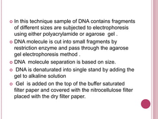  In this technique sample of DNA contains fragments
of different sizes are subjected to electrophoresis
using either polyacrylamide or agarose gel .
 DNA molecule is cut into small fragments by
restriction enzyme and pass through the agarose
gel electrophoresis method .
 DNA molecule separation is based on size.
 DNA is denaturated into single stand by adding the
gel to alkaline solution
 Gel is added on the top of the buffer saturated
filter paper and covered with the nitrocellulose filter
placed with the dry filter paper.
 