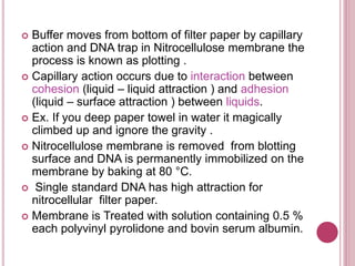  Buffer moves from bottom of filter paper by capillary
action and DNA trap in Nitrocellulose membrane the
process is known as plotting .
 Capillary action occurs due to interaction between
cohesion (liquid – liquid attraction ) and adhesion
(liquid – surface attraction ) between liquids.
 Ex. If you deep paper towel in water it magically
climbed up and ignore the gravity .
 Nitrocellulose membrane is removed from blotting
surface and DNA is permanently immobilized on the
membrane by baking at 80 °C.
 Single standard DNA has high attraction for
nitrocellular filter paper.
 Membrane is Treated with solution containing 0.5 %
each polyvinyl pyrolidone and bovin serum albumin.
 