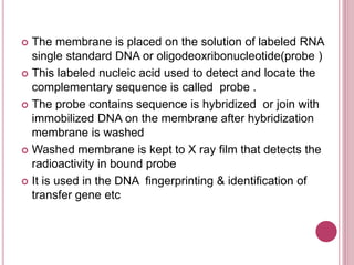  The membrane is placed on the solution of labeled RNA
single standard DNA or oligodeoxribonucleotide(probe )
 This labeled nucleic acid used to detect and locate the
complementary sequence is called probe .
 The probe contains sequence is hybridized or join with
immobilized DNA on the membrane after hybridization
membrane is washed
 Washed membrane is kept to X ray film that detects the
radioactivity in bound probe
 It is used in the DNA fingerprinting & identification of
transfer gene etc
 