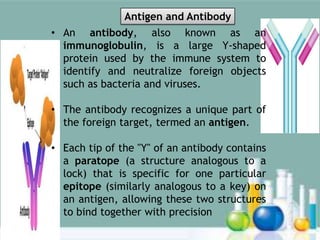 • An antibody, also known as an
immunoglobulin, is a large Y-shaped
protein used by the immune system to
identify and neutralize foreign objects
such as bacteria and viruses.
• The antibody recognizes a unique part of
the foreign target, termed an antigen.
• Each tip of the "Y" of an antibody contains
a paratope (a structure analogous to a
lock) that is specific for one particular
epitope (similarly analogous to a key) on
an antigen, allowing these two structures
to bind together with precision
Antigen and Antibody
 