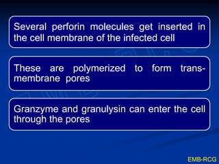 Perforin Function Immunochemistry cell-mediated immunity | PPTX