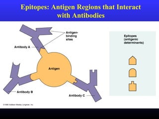 Epitopes: Antigen Regions that Interact
with Antibodies
 
