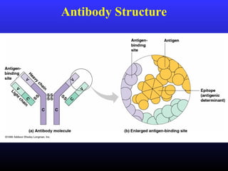 Antibody Structure
 