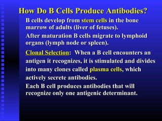 How Do B Cells Produce Antibodies?How Do B Cells Produce Antibodies?
B cells develop fromB cells develop from stem cellsstem cells in the bonein the bone
marrow of adults (liver of fetuses).marrow of adults (liver of fetuses).
After maturation B cells migrate to lymphoidAfter maturation B cells migrate to lymphoid
organs (lymph node or spleen).organs (lymph node or spleen).
Clonal SelectionClonal Selection: When a B cell encounters an: When a B cell encounters an
antigen it recognizes, it is stimulated and dividesantigen it recognizes, it is stimulated and divides
into many clones calledinto many clones called plasma cellsplasma cells, which, which
actively secrete antibodies.actively secrete antibodies.
Each B cell produces antibodies that willEach B cell produces antibodies that will
recognize only one antigenic determinant.recognize only one antigenic determinant.
 