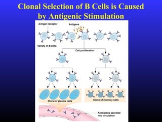 Clonal Selection of B Cells is Caused
by Antigenic Stimulation
 