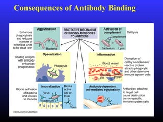 Consequences of Antibody Binding
 