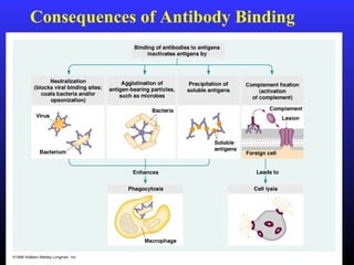 Consequences of Antibody Binding
 