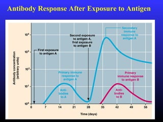 Antibody Response After Exposure to Antigen
 