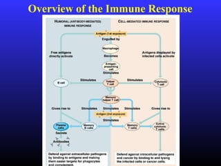 Overview of the Immune Response
 