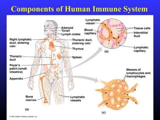 Components of Human Immune System
 