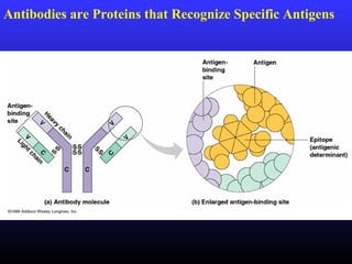 Antibodies are Proteins that Recognize Specific Antigens
 