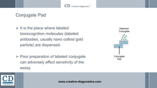Conjugate Pad
 It is the place where labeled
biorecognition molecules (labeled
antibodies, usually nano colloid gold
particle) are dispensed.
 Poor preparation of labeled conjugate
can adversely affect sensitivity of the
assay.
www.creative-diagnostics.com
 